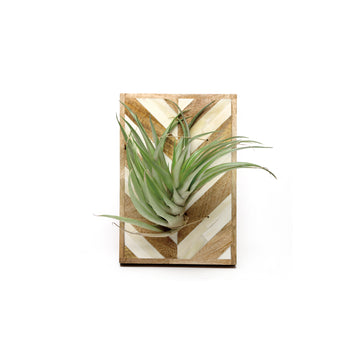 Air Plants Holder - L